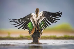 Alopochen Aegyptiaca Gallery: Egytian Goose (Alopochen aegyptiaca) rear view bathing, sings spread, Zimanga Private