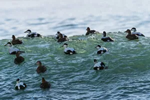 Eider ducks (Somateria mollissima) floating on waves, Iceland. March