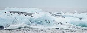 Groups Prints: Eider (Somateria mollisima) flock in flight over coastal ice and sea, Finland March