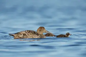 Duck Prints: Eider (Somateria mollissima) female with two chicks on water, Varanger, Norway. July