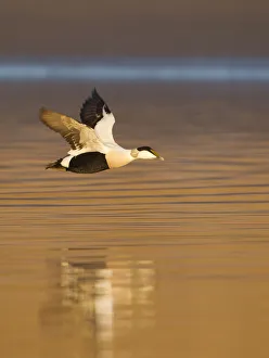 Saltmarsh Prints: Eider (Somateria mollissima) male in flight in evening light