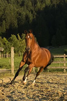 Domestic Animal Collection: An Einsiedler / Swiss warmblood mare (Equus caballus) cantering, Schwyz, Switzerland