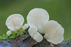 Fungi Prints: Elastic oysterling (Panellus mitis) fungus growing on fallen branch in mixed semi natural woodland