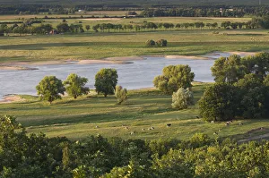 Cattle Prints: Elbe River with cows grazing in field, Elbe Biosphere Reserve, Lower Saxony, Germany