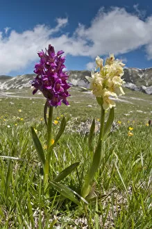 Elder flower orchid (Dactylorhiza sambucina) in its two colour forms, Campo Imperatore
