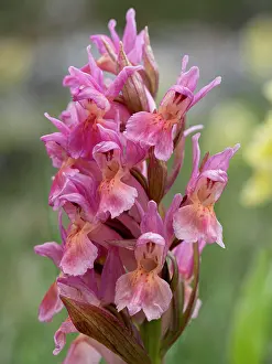 Key Flower Prints: Elderflower orchid (Dactylorhiza sambucina) in flower
