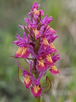 Key Flower Prints: Elderflower orchid (Dactylorhiza sambucina) magenta variety