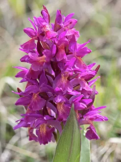 Key Flower Prints: Elderflower orchid (Dactylorhiza sambucina) magenta variety