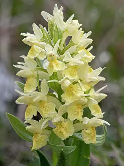 Key Flower Prints: Elderflower orchid (Dactylorhiza sambucina) yellow variety