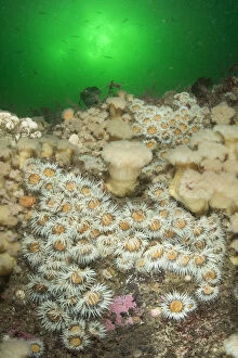 Elegant anemone (Sagartia elegans) and Plumose anemone (Metridium senile) with fish