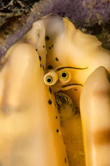 Elegant conch (Lentigo pipus) close up of eye stalks, Philippines Elegant conch (Lentigo pipus) close up of eye stalks, Philippines
