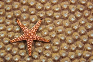 Images Dated 24th August 2021: An Elegant starfish (Fromia elegans) on hard coral, Fiji