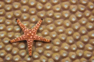 Sea Star Prints: An Elegant starfish (Fromia elegans) on hard coral, Fiji