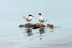 Caretta Prints: Two Elegant terns (Thalasseus elegans) perched on the back a Loggerhead turtle (Caretta caretta) submerged in water