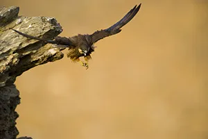 Falcons Prints: Eleonoras falcon (Falco eleonorae) taking off from rock ledge