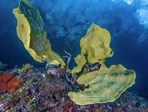 Oceania Prints: Elephant ear sponge (Ianthella basta) - thin with vertical ribbing