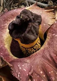 Araceae Gallery: Elephant foot yam (Amorphophallus paeoniifolius) one of largest flowers in the world
