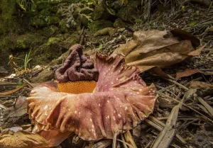 Elephant foot yam (Amorphophallus paeoniifolius) one of largest flowers in the world