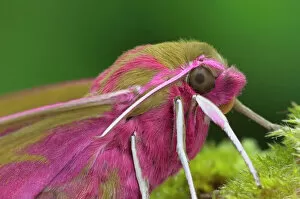 Pink Gallery: Elephant hawk moth (Deilephila elpenor) portrait, Brackagh Moss National Nature Reserve