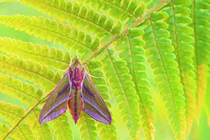 Foliage Prints: Elephant hawk moth (Deilephila elpenor) resting on a backlit fern