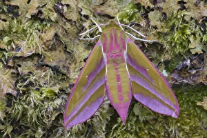 Sphingid Prints: Elephant hawkmoth (Deilephila elpenor) Peak District National Park, Derbyshire, UK. June