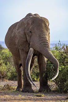 Bulls Prints: Elephant (Loxodonta africana) bull
