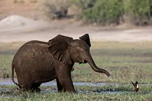 Jesus Bird Prints: Elephant (Loxodonta africana) calf chasing away an African jacana (Actophilornis africanus)