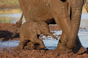 Muddy Prints: Elephant (Loxodonta africana) calf covered in mud after taking a mudbath