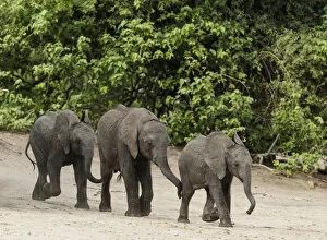Elephant (Loxodonta africana) three calves walking down to Chobe River, Etosha National Park