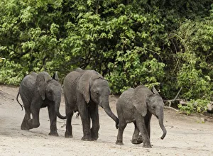 Namibia Prints: Elephant (Loxodonta africana) three calves walking down to Chobe River