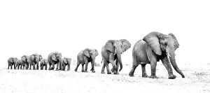African Elephants Gallery: Elephant (Loxodonta africana) herd walking in a line, Etosha National Park, Namibia
