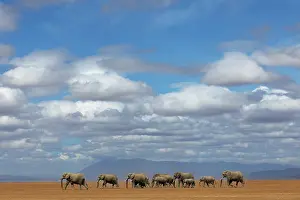 Savanna Prints: Elephant (Loxodonta africana) herd walking across the savanna under a cloudy sky