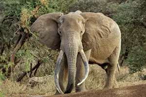 Bulls Prints: Elephant (Loxodonta africana) male, portrait, Amboseli National Park, Kenya. Endangered
