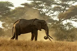Bulls Prints: Elephant (Loxodonta africana) male