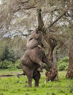 Elephant (Loxodonta africana), male standing on hind legs to reach acacia pods with Cattle egrets