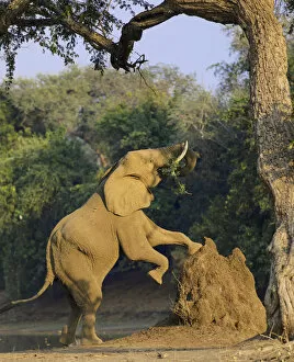 Images Dated 2nd January 2020: Elephant (Loxodonta africana) using termite mound to reach for food