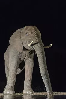 Elephant (Loxodonta africana) at waterhole drinking at night, Zimanga Private Game Reserve