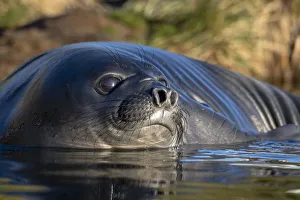 Mirounga Prints: Elephant seal (Mirounga leonina) pup bathing in puddle. Whistle Cove, Fortuna Bay