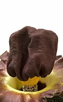 Aroid Gallery: Elephant yam (Amorphophallus paeoniifolius) spathe with band of male flowers above