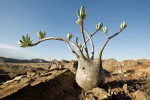 Apocynaceae Gallery: Elephant's foot plant (Pachypodium rosulatum var. gracilis) on sandstone outcrop