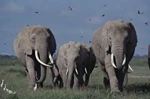Elephants (including Echo & Ella of Cynthia Moss EB family study group) Amboseli NP