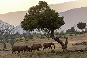 Walking Prints: Elephants (Loxodonta africana) family herd walking across savanna at dusk