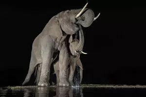 African Elephants Gallery: Elephants (Loxodonta africana) at waterhole drinking at night, Zimanga Private Game Reserve