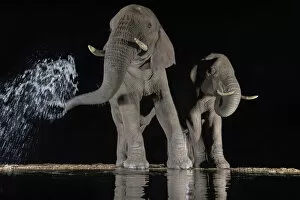 African Elephant Gallery: Elephants (Loxodonta africana) at waterhole drinking at night. One spraying water from trunk