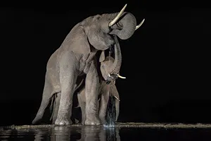 Elephants (Loxodonta africana) at waterhole drinking at night, Zimanga Private Game Reserve