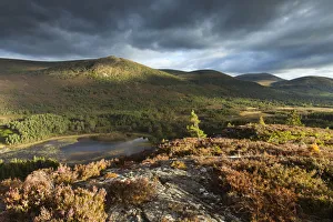 Heather Prints: Elevated view over lochs and pine forest, Rothiemurchus, Cairngorms National Park