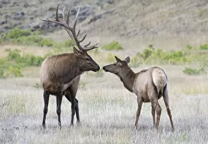 Cervidae Collection: Elk (Cervus canadensis) bull and cw sniffing noses, Yellowstone National Park, Wyoming