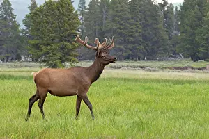 Bulls Prints: Elk (Cervus canadensis) bull walking through grass near Yellowstone Lake