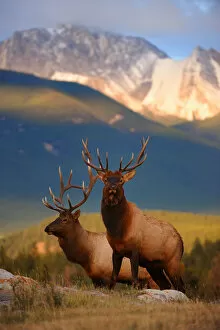 Alberta Gallery: Two Elk (Cervus canadensis) bulls at sunset, Jasper National Park, Rocky Mountains