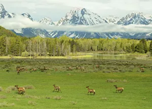 Elk / Wapiti (Cervus canadensis) herd with young on meadowland against the Grand Tetons